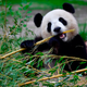 A panda bear chewing a thick bamboo stem.